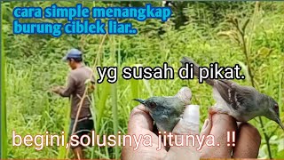 Cara dan solusi mikat burung ciblek liar yg susah tuk di pikat.