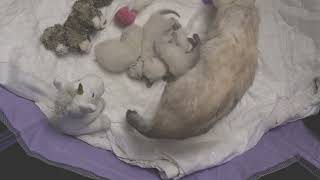 10 DAYS SCOTTISH BABY KITTENS and their cat mom #kitten #adorable #asmr #scottishcat #cutecat