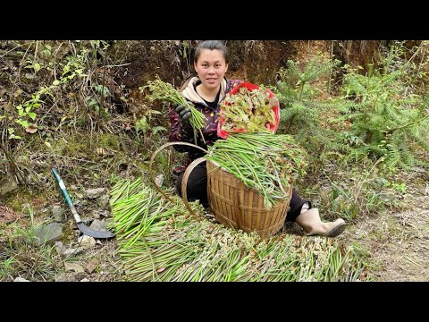 今天带大家一起去山里摘蕨菜和刺嫩芽Take everyone to pick ferns and tree buds today