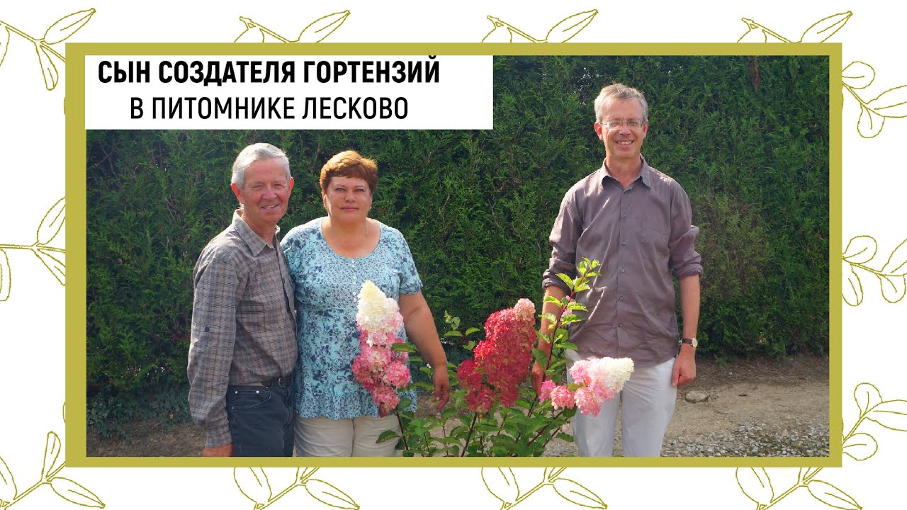 Гортензия Краса Лескова Фото