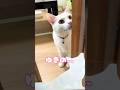 猫の性格の違いが出てる？ #shorts #cat #保護猫 #ショート #猫