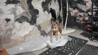 Sugar Getting Her Some Tug Time Breakbred Kennels Home Of The American Pitbull Terrier..