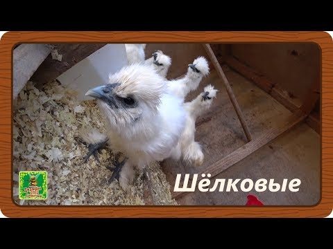 Китайские шелковые куры. Черная кожа и кошачья шерсть. Современники Аристотеля.