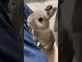 隙間うたっちちゃん🐰