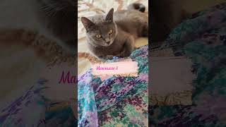 Разошлись не на шутку!🐱#нашамауси #домашнийпитомец #shorts