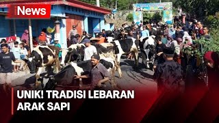 Meriah! Arak-arakan Sapi Tradisi Syawalan di Boyolali - iNews Pagi 18/04