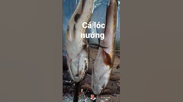 CÁ LÓC NƯỚNG #fishing #lurefishing #câucá #shorts #fish