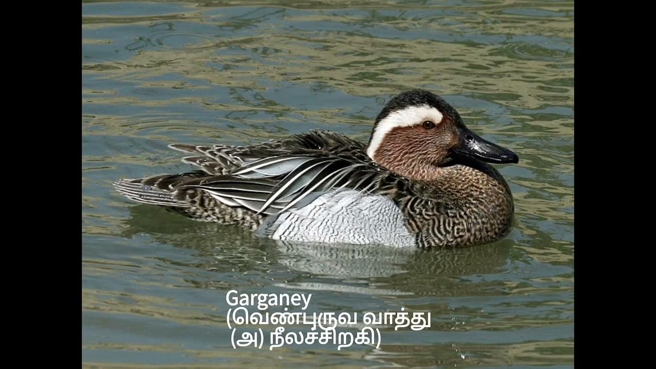 Ducks Geese and Swans All Types And Tamil NAME YouTube ducks-geese-and-swans-all-types-and-tamil-name-youtube