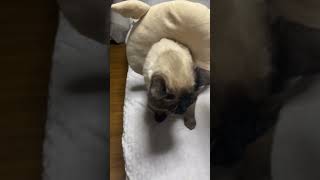 [뽀루] 천사 샴고양이 별이 #siamese #siamesecat