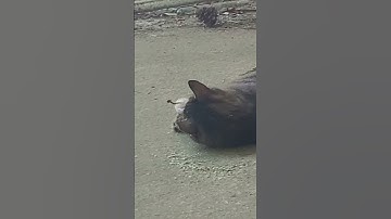 Peach a Friendly Homeless Kitty: Enjoys Catnip Toy For First Time