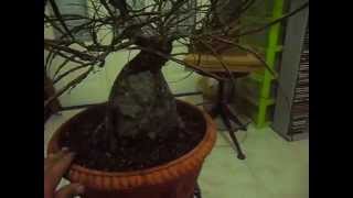 Copia di Ulmus campestris:bonsai stile su roccia(Seki-joju) prima della seconda impostazione.