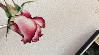[베리현 수채화_무삭제 원본파일]🌹 장미 꽃 봉오리 그리기 Watercolor painting flower tutorial Watercolour rose 수채화