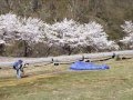 桜の咲くころに