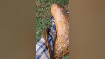 Hết hồn 1 con lươn QUÁI VẬT khổng lồ🥶 #câulươn #fishing #câucávàsănbắt