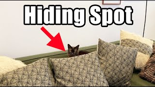 Georginas Favourite Hiding Spot - Burmese Cat #catlover by Rupert the Cat and Family 205 views 1 year ago 2 minutes, 43 seconds