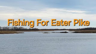 Fishing For Eater Pike