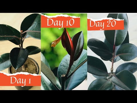 Videó: Gumifa növény metszése: Hogyan vágjunk le egy gumifa növényt