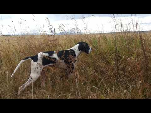 პოინტერი ჯანგო. 1 წლის.