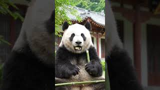 Panda eating bamboo at villa #panda #cutepanda #bamboo #relaxing #funnyvideo