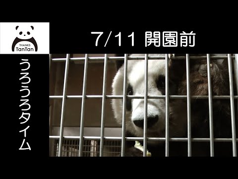 7/11開園前のタンタン