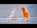 تغريد كناري هائج 