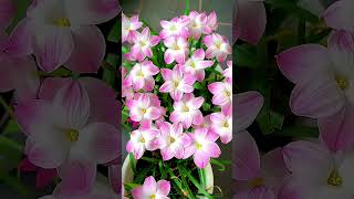 Beautiful Nature Flower Varieties |