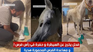 فحل يخرج عن السيطرة و حفرة فى راس فرس و علاج الفرس المحمورة هدية 😳😲 | #٦٠شو_مع_الدكتور_حاتم_ستين