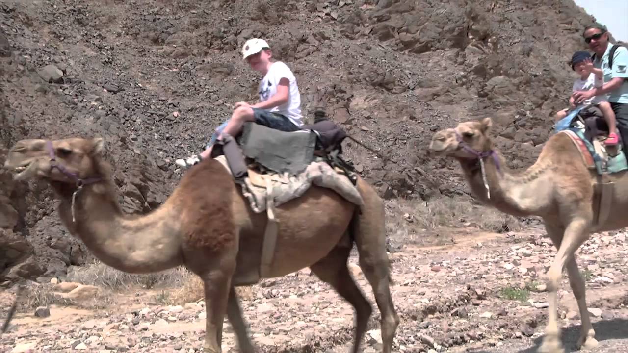 חוות הגמלים - אילת - b144