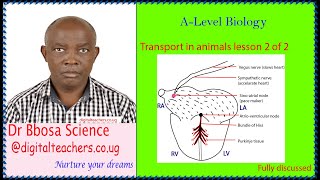 Transport in animals lesson 2 of 2 by Dr.  Bbosa Science