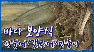 최고의 바다보양식 특집-짱뚱어/갯장어/망둥이 [어영차바다야 다시보기]