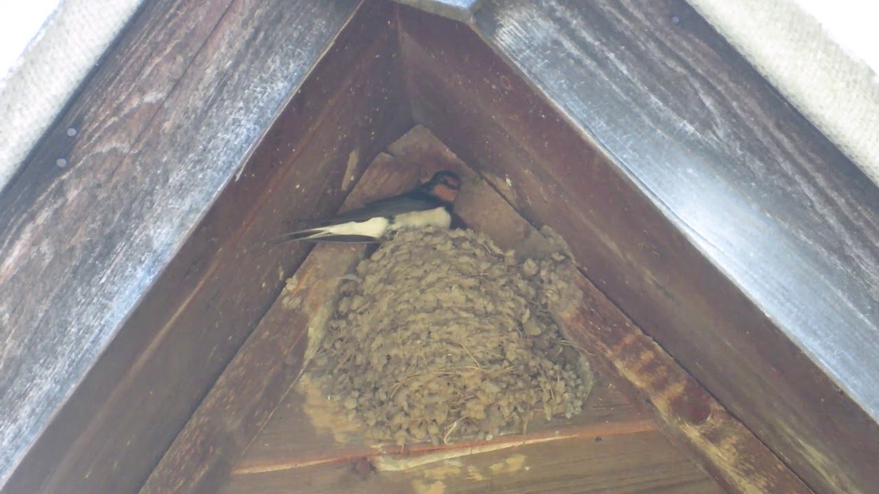 Птенец на крыше. Гнездо ласточки под крышей. Гнездо под крышей. Гнездо ласточки. Ласточка гнездо птенцы.