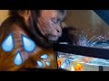 Monkey AquaBot SPLASH Fun! GiveAway