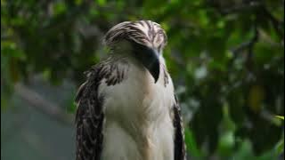 burung hantu mencari mangsa