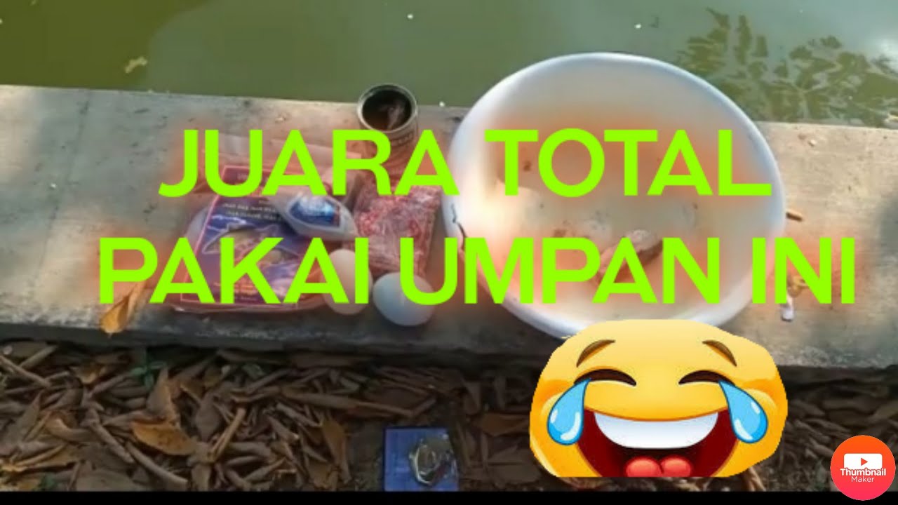 MANCING ikan mas vs teman kantor....#umpanikanmas #umpanjitu #