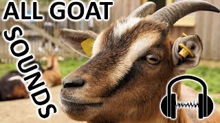 25 GOAT SOUNDS! What does a goat sound like?