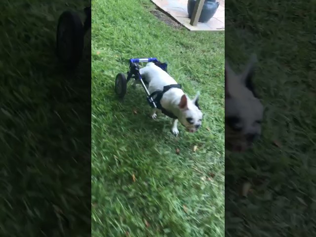 pug wheelchair for sale wheelchair for small dogs cart for small dogs walkin wheels pug wheelchair for sale wheelchair for small dogs cart for small dogs walkin wheels