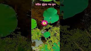 মন বোঝে না //😓💝🥰 #youtubeshorts #lotusflower #everyone #plants #water #viralshortvideo
