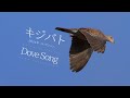 キジバトのさえずり1時間BGM【2024年コレクション】