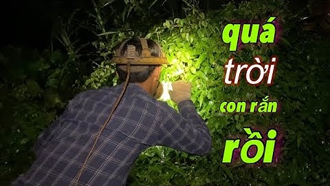 Bắt rắn đêm mùa nước lũ, sau một trận mưa lớn thì có rất nhiều rắn để bắt