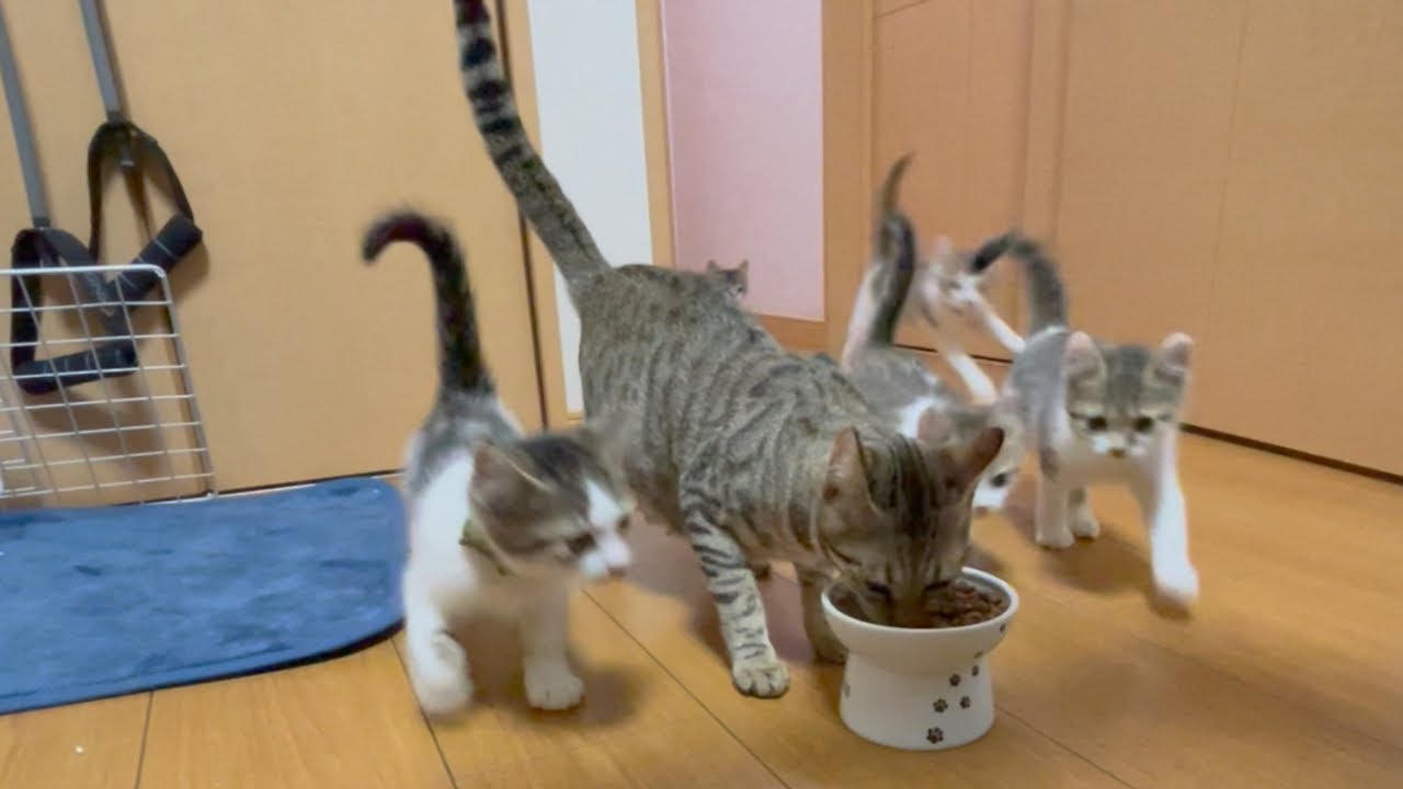 待ちに待った食事の時間！子猫達は尻尾をピーンと立てて嬉しそうにやって来るのでした。