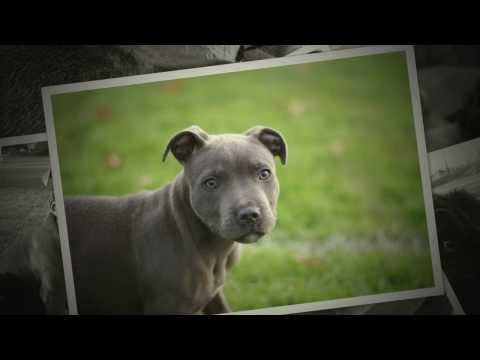 teacup staffy puppy