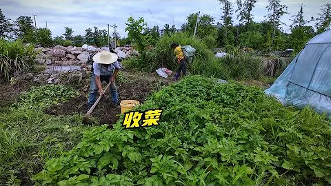 趁不下雨赶紧来收菜，包菜居然炸了好可惜，老品种洋芋挖了60斤！