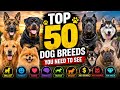 The Ultimate Dog Breeds Video 😍#dogs #dogbreeds #puppy #animals #doglover #top5