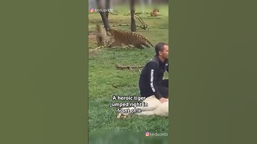 Heroic Tiger Saves Man From Leopard Attack😂❤️