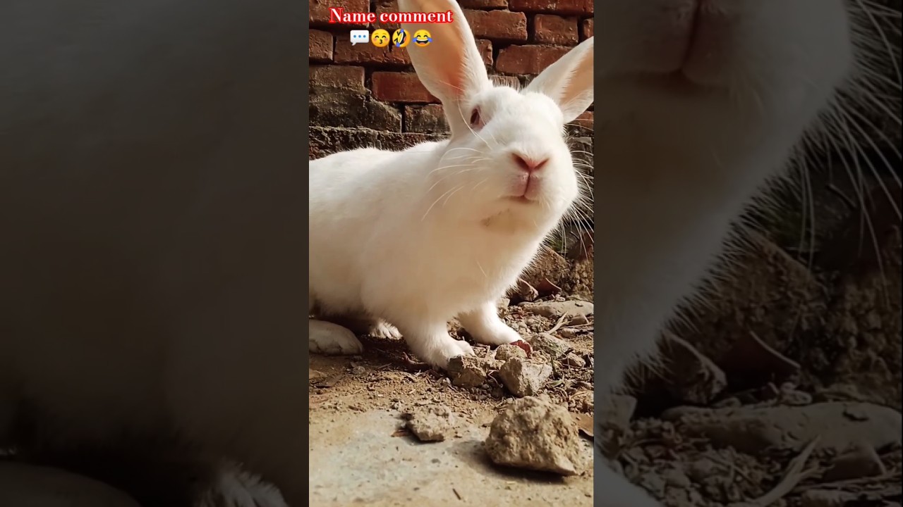 My cut Rabbit🐇😊 funny🤣😝😜