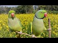 Parrot Calling Other Parrot Sound