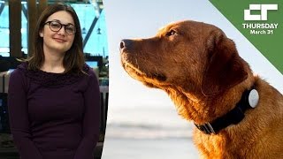 Mars Buys "Fitbit for Dogs" | Crunch Report