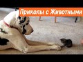 Приколы с животными / Смешные животные / Новые приколы 2020 / Эти милые животные