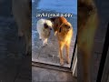 🐶:"Look, I found her, my friend! I did it! "👀😜 #short #cat #dog #citywalk #smart #puppy