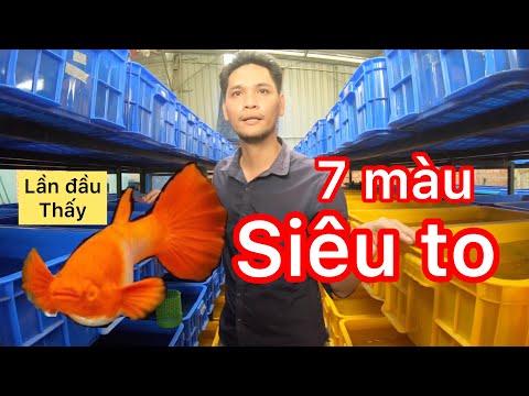 trại cá 7 màu của anh đồng ngư tưởng không vip ai ngờ vip không tưởng - guppy fish